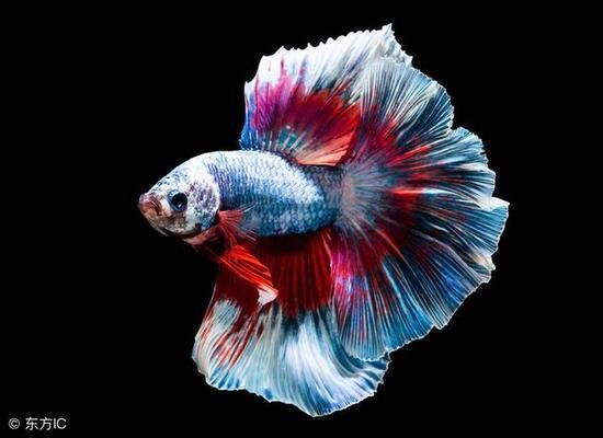 長沙金龍魚觀賞魚市場地址電話號碼：探尋長沙金龍魚觀賞魚市場，地址與電話全攻略