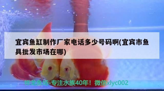宜賓魚缸制作廠家電話多少號碼啊(宜賓市魚具批發市場在哪)