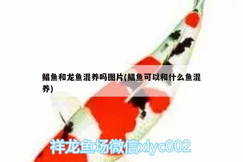 鯧魚(yú)和龍魚(yú)混養(yǎng)嗎圖片(鯧魚(yú)可以和什么魚(yú)混養(yǎng)) 鯧魚(yú)和龍魚(yú)混養(yǎng)嗎圖片(鯧魚(yú)可以和什么魚(yú)混養(yǎng)) 錦鯉魚(yú)百科
