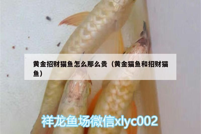 黃金招財貓魚怎么那么貴（黃金貓魚和招財貓魚） 黃金招財貓魚怎么那么貴（黃金貓魚和招財貓魚） 黃金貓魚百科