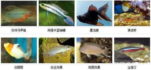 北方野生觀賞魚有哪些品種(北方地區的野生觀賞魚的種類豐富多樣的野生觀賞魚種類) 新加坡三巴旺 第4張 北方野生觀賞魚有哪些品種(北方地區的野生觀賞魚的種類豐富多樣的野生觀賞魚種類) 北方野生觀賞魚有哪些品種(北方地區的野生觀賞魚的種類豐富多樣的野生觀賞魚種類) 新加坡三巴旺 第4張