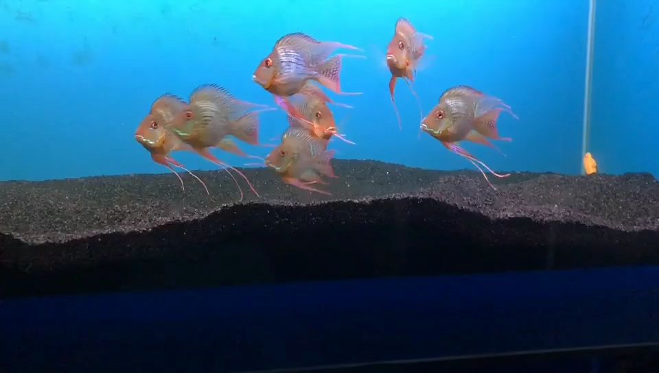 馬來西亞祥龍魚場元寶鳳凰魚