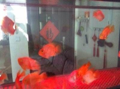 海南觀賞魚場最多的地方（海南觀賞魚產業發達，形成了全國最大最完整的觀賞魚生產基地）