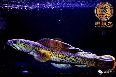 長的像龍魚的小型魚是什么魚：探尋酷似龍魚的小型魚之謎