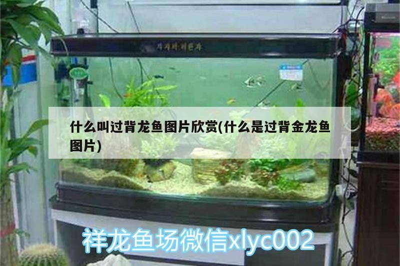 什么叫過背龍魚圖片欣賞(什么是過背金龍魚圖片) 什么叫過背龍魚圖片欣賞(什么是過背金龍魚圖片) 金龍魚百科