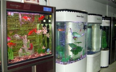 開一間水族館大概要多少錢（開一間水族館的成本因地區、規模和設施而異開設一間水族館）