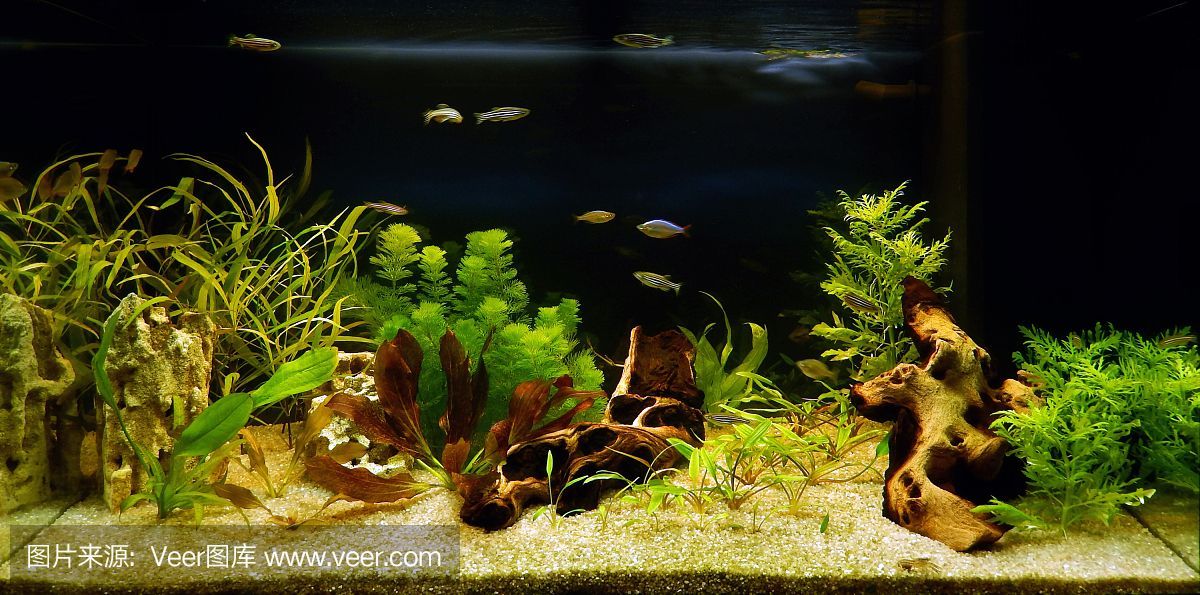 開一間水族館大概要多少錢（開一間水族館的成本因地區、規模和設施而異開設一間水族館）