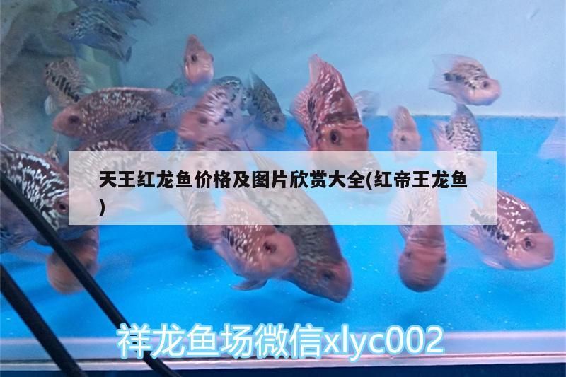 天王紅龍魚價格及圖片欣賞大全(紅帝王龍魚) 天王紅龍魚價格及圖片欣賞大全(紅帝王龍魚) 天王紅龍