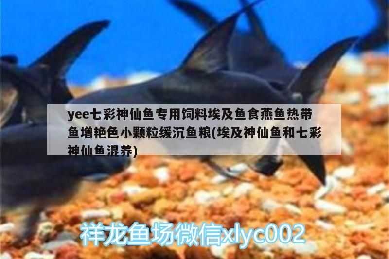 yee七彩神仙魚(yú)專(zhuān)用飼料埃及魚(yú)食燕魚(yú)熱帶魚(yú)增艷色小顆粒緩沉魚(yú)糧(埃及神仙魚(yú)和七彩神仙魚(yú)混養(yǎng))
