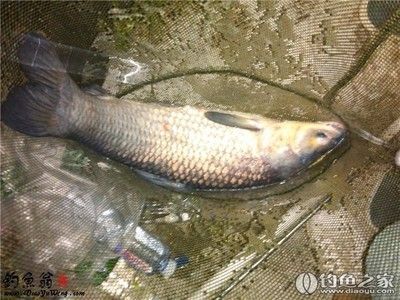一方水能養多少斤魚：一方水可以養多少斤魚 一方水能養多少斤魚：一方水可以養多少斤魚 一方水族 第2張