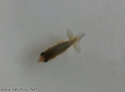 一方水能養多少斤魚：一方水可以養多少斤魚 一方水能養多少斤魚：一方水可以養多少斤魚 一方水族 第3張