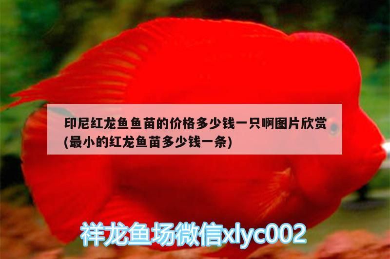印尼紅龍魚(yú)魚(yú)苗的價(jià)格多少錢(qián)一只啊圖片欣賞(最小的紅龍魚(yú)苗多少錢(qián)一條) 印尼紅龍魚(yú)魚(yú)苗的價(jià)格多少錢(qián)一只啊圖片欣賞(最小的紅龍魚(yú)苗多少錢(qián)一條) 紅龍魚(yú)百科