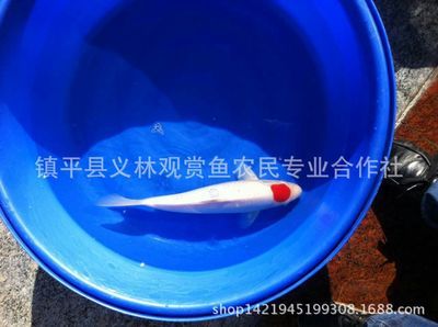 招財樹放客廳大忌，三大風水禁忌不可不知！ 招財樹放客廳大忌，三大風水禁忌不可不知！ 龍魚百科 第3張