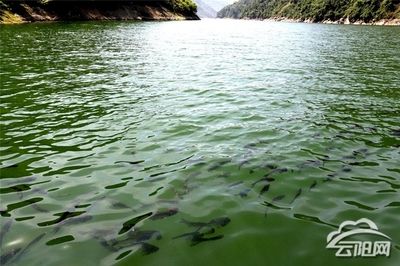 招財貓魚長大了值錢嗎？揭秘其市場價值與養殖技巧