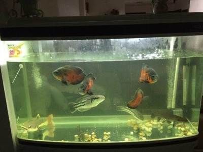 招財貓魚不打氧氣會死嗎？全面解析其生存需求與飼養技巧