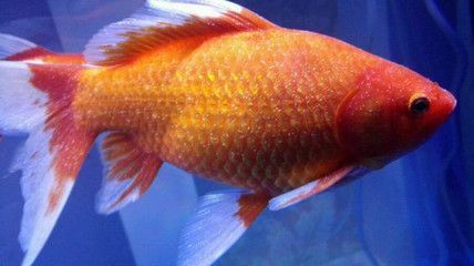 觀賞魚身上有白色點(diǎn)怎么治療（觀賞魚身上出現(xiàn)白色點(diǎn)可能是由水霉病引起的藥物來預(yù)防和治療）