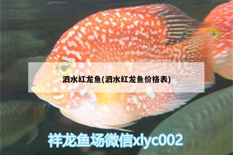 泗水紅龍魚(yú)(泗水紅龍魚(yú)價(jià)格表)