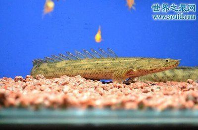 鱷魚恐龍王(鱷魚恐龍王是一種虛構的生物) 貝因美 第1張 鱷魚恐龍王(鱷魚恐龍王是一種虛構的生物) 鱷魚恐龍王(鱷魚恐龍王是一種虛構的生物) 貝因美 第1張