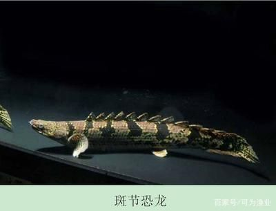 鱷魚恐龍王（鱷魚恐龍王是一種虛構的生物） 鱷魚恐龍王（鱷魚恐龍王是一種虛構的生物） 貝因美 第3張