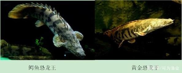 鱷魚恐龍王(鱷魚恐龍王是一種虛構的生物) 貝因美 第4張 鱷魚恐龍王(鱷魚恐龍王是一種虛構的生物) 鱷魚恐龍王(鱷魚恐龍王是一種虛構的生物) 貝因美 第4張