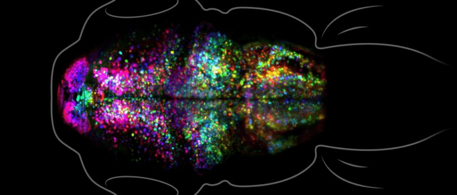 招財龍最忌三種東西，避開這些禁忌，財運亨通！