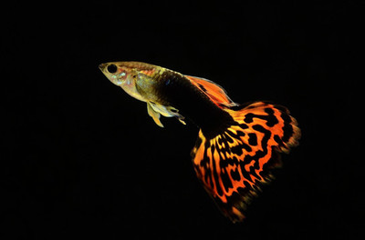 招財龍最忌三個顏色，風水禁忌與招財之道