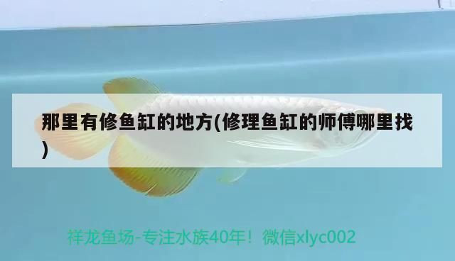 魚缸里有黑魚好嗎視頻教程（ 魚缸里黑色的魚算數(shù)嗎）