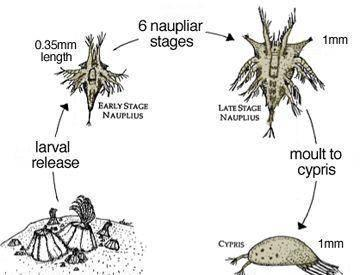 招財龍魚最忌三種東西，養對了才能財源滾滾！