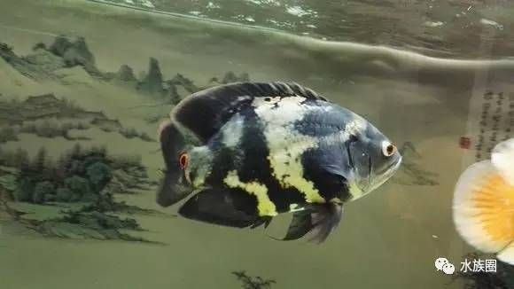 招財龍魚最忌三個顏色，選錯色彩恐破財，養魚風水必知禁忌