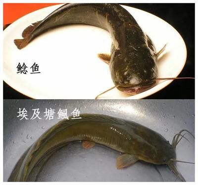招財龍魚水溫40度正常嗎？全面解析龍魚適宜水溫及養(yǎng)護(hù)要點 招財龍魚水溫40度正常嗎？全面解析龍魚適宜水溫及養(yǎng)護(hù)要點 龍魚百科 第3張