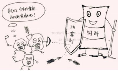 招財龍魚是冷水魚嗎？全面解析龍魚的飼養環境與溫度需求