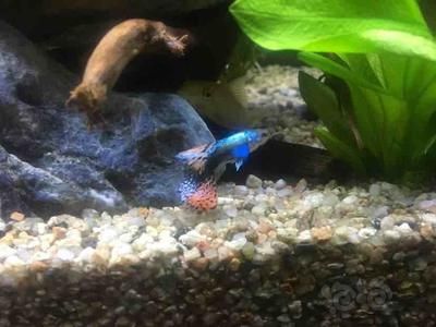 招財龍魚擺件方向如何擺放好？風水布局全解析