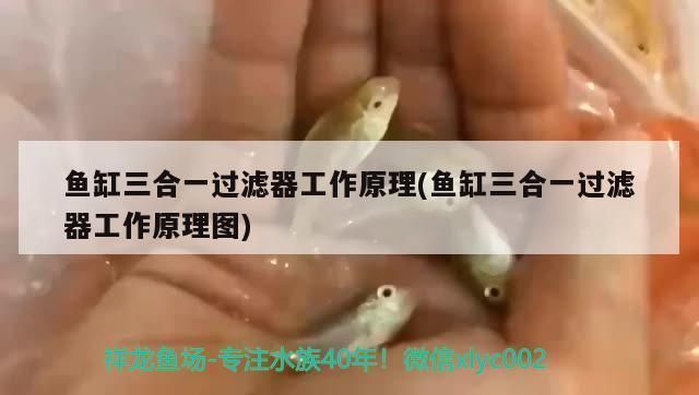 泗水哪里有賣魚缸的地方啊（泗水哪里有賣魚缸的地方啊電話）