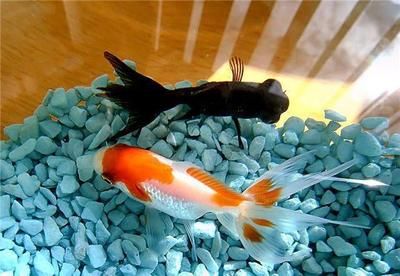 招財(cái)龍養(yǎng)久了會(huì)得白血病嗎？解析風(fēng)水吉祥物的健康疑慮