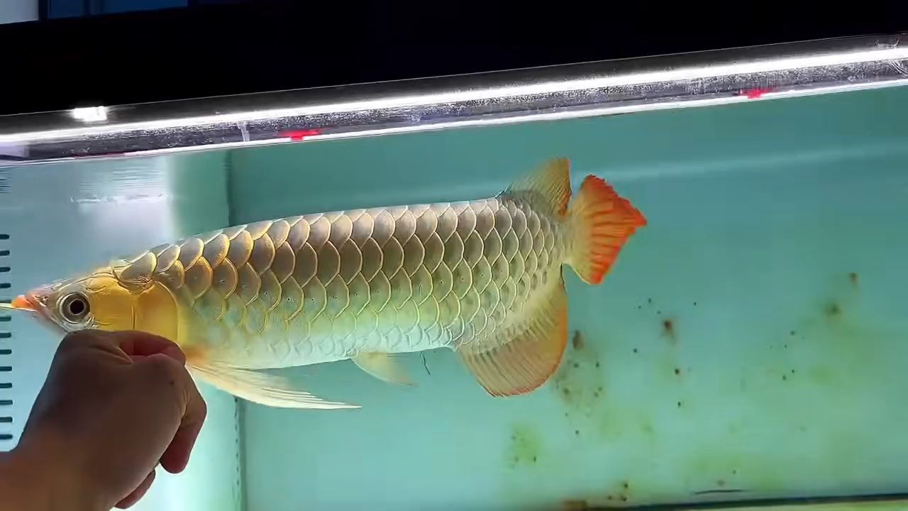 如何區分幻彩藍寶石和幻彩紅寶石，幻彩藍寶石和幻彩紅寶石哪個更珍貴 如何區分幻彩藍寶石和幻彩紅寶石，幻彩藍寶石和幻彩紅寶石哪個更珍貴 龍魚百科 第2張