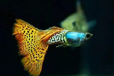 招財(cái)龍是冷水魚嗎?詳解招財(cái)龍的飼養(yǎng)環(huán)境與習(xí)性 龍魚百科 第2張 招財(cái)龍是冷水魚嗎?詳解招財(cái)龍的飼養(yǎng)環(huán)境與習(xí)性 招財(cái)龍是冷水魚嗎?詳解招財(cái)龍的飼養(yǎng)環(huán)境與習(xí)性 龍魚百科 第2張