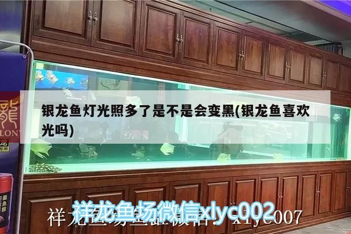 銀龍魚燈光照多了是不是會(huì)變黑(銀龍魚喜歡光嗎)