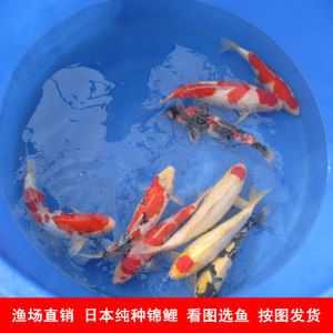 招財龍戴多久會認主人？揭秘招財龍飾品的靈性與養護之道