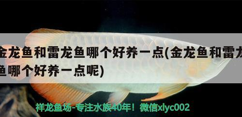 金龍魚和雷龍魚哪個好養一點(金龍魚和雷龍魚哪個好養一點呢)