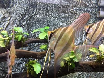 招財(cái)金龍魚(yú)擺件擺放位置指南，風(fēng)水布局與財(cái)運(yùn)提升