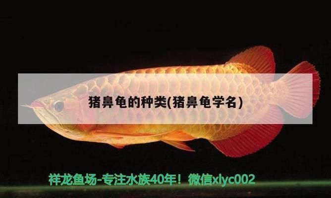 豬鼻龜有幾個(gè)品種：豬鼻龜二級保護(hù)有哪些品種
