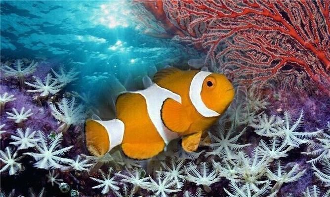 水族館店鋪里有什么動物名字呢（水族館中可能出現的一些動物名字）
