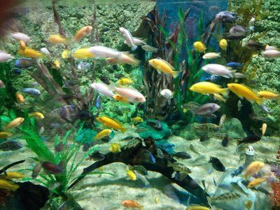 水族館店鋪里有什么動物名字呢（水族館中可能出現的一些動物名字）