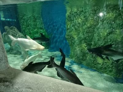水族館店鋪里有什么動物名字呢（水族館中可能出現的一些動物名字）