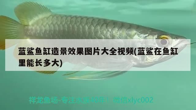 藍鯊魚缸造景效果圖片大全視頻(藍鯊在魚缸里能長多大) 藍鯊魚缸造景效果圖片大全視頻(藍鯊在魚缸里能長多大) 黃金貓魚百科
