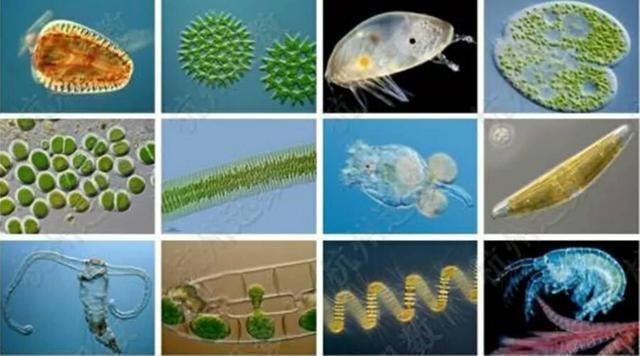 長春龍魚掉眼手術醫院電話號碼：守護愛寵健康，探尋長春龍魚掉眼手術的專業醫療資源 長春龍魚掉眼手術醫院電話號碼：守護愛寵健康，探尋長春龍魚掉眼手術的專業醫療資源 龍魚百科 第3張