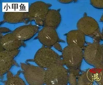 招財缸正確的擺放圖，提升財運的風水布局指南