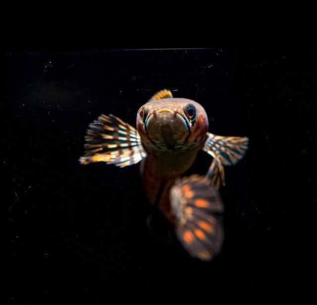 互動性好的觀賞魚品種（觀賞魚的互動性的培養）