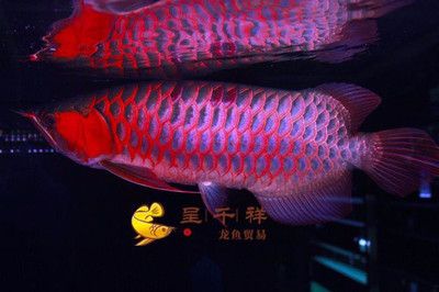 招財(cái)符家中擺放有講究，朝里還是朝外更招財(cái)？