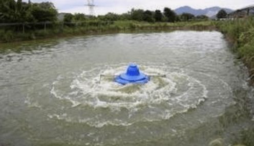 長期喂泥鰍龍魚會死嗎？科學喂養指南 長期喂泥鰍龍魚會死嗎？科學喂養指南 龍魚百科 第2張